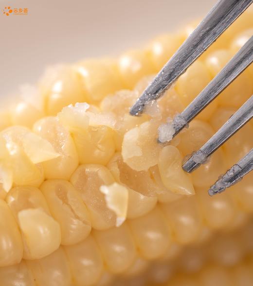 云南 有机版纳拇指小玉米 非转基因 吃得放心 商品图2