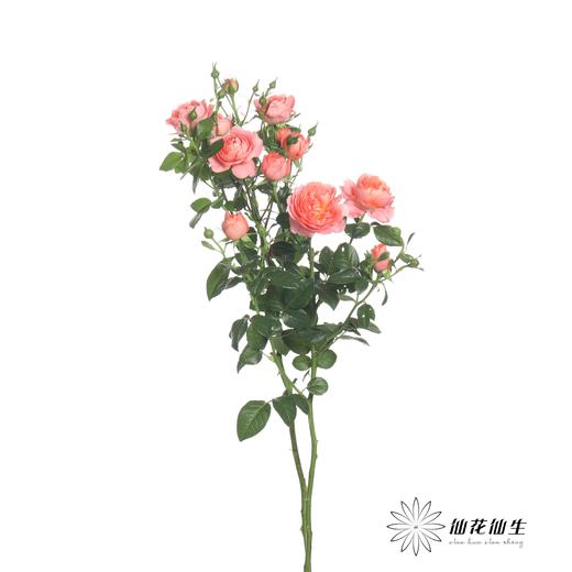 多头玫瑰 | 杏色果汁 商品图2