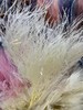国产花材-永生【石草】 商品缩略图2