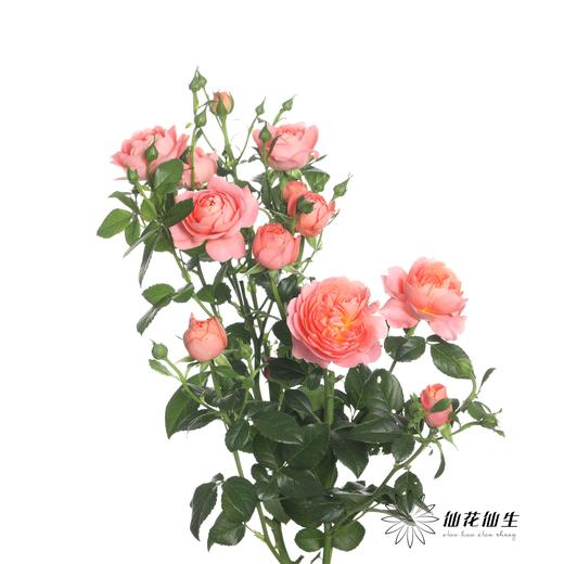 多头玫瑰 | 杏色果汁 商品图3