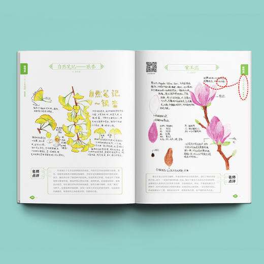 《自然观察笔记（第三届）》《自然观察笔记125例——培养板报小能手》（共2册） 商品图3