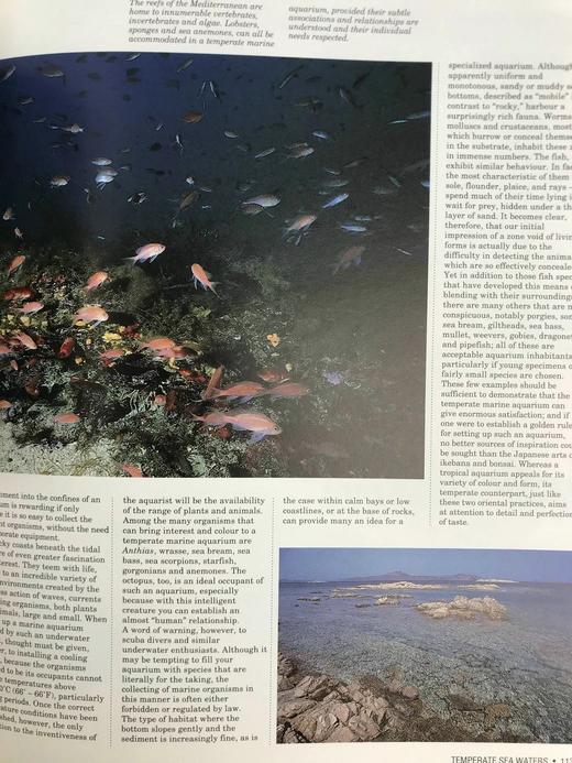 观赏鱼类百科全书 数百幅彩色插图 精装大16开 商品图7