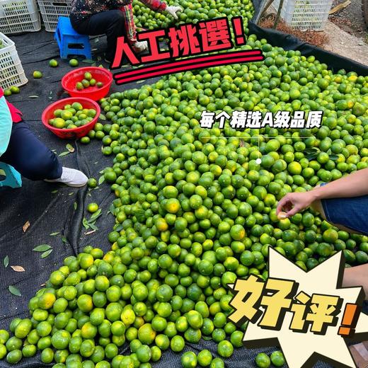 【一口爆汁】赣南寻乌蜜橘 蜜桔 商品图8