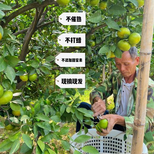 【一口爆汁】赣南寻乌蜜橘 蜜桔 商品图9