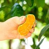 【一口爆汁】赣南寻乌蜜橘 蜜桔 商品缩略图3