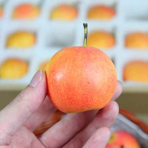 【辽宁好物】 南果梨  30枚装 商品图2