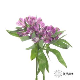 六出花 | 仙那度