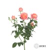 多头玫瑰 | 杏色果汁 商品缩略图4