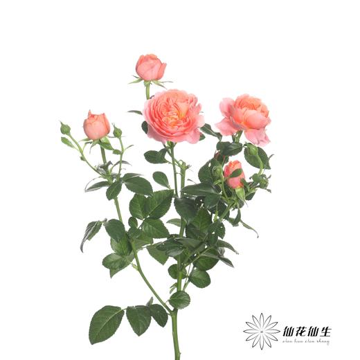 多头玫瑰 | 杏色果汁 商品图4