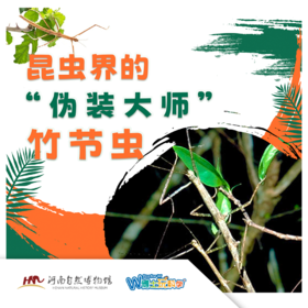【河南自博-研学】昆虫界的伪装大师竹节虫