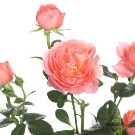 多头玫瑰 | 杏色果汁