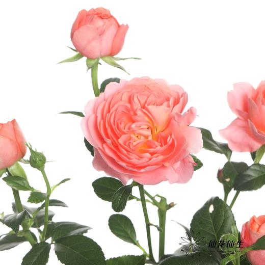多头玫瑰 | 杏色果汁 商品图0