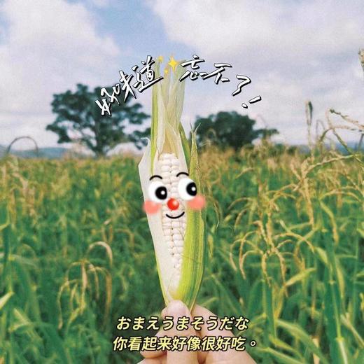 云南 有机版纳拇指小玉米 非转基因 吃得放心 商品图3