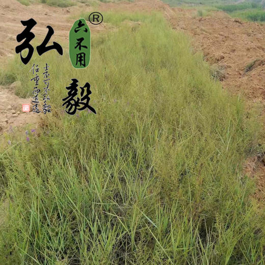 【弘毅六不用生态农场】六不用 黄芩（5年生） 半斤/份 商品图1