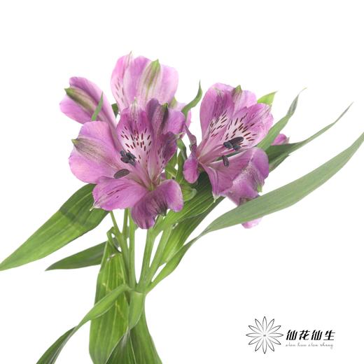 六出花 | 仙那度 商品图2