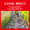 东北 生态蟹田米  JLD020  生态种植，蟹稻共生，营养丰富 软糯弹滑，现磨现卖  精心挑选 商品缩略图1