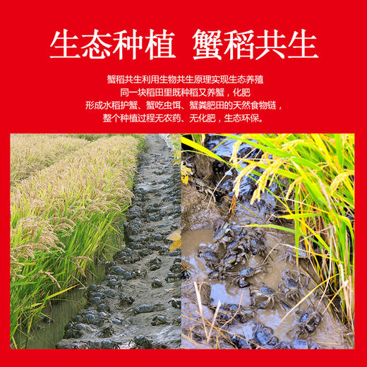 东北 生态蟹田米  JLD020  生态种植，蟹稻共生，营养丰富 软糯弹滑，现磨现卖  精心挑选 商品图1