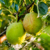 【新梨首上】库尔勒香梨，汁多味美，甘甜爽口，水份很足哦~ 商品缩略图4