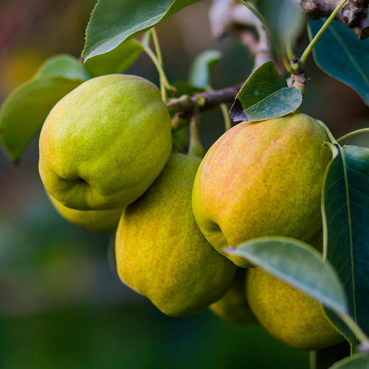 【新梨首上】库尔勒香梨，汁多味美，甘甜爽口，水份很足哦~ 商品图5