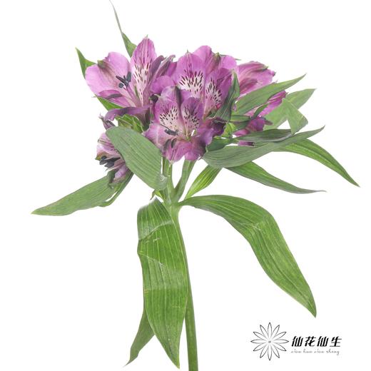 六出花 | 仙那度 商品图1