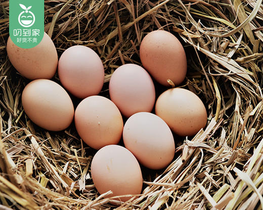 【农场直供】旭威精选无公害鲜鸡蛋（1.55kg±30g/盒 30枚 单枚51-53g）生产日期：4月11日 保质期：冷藏30天 商品图1