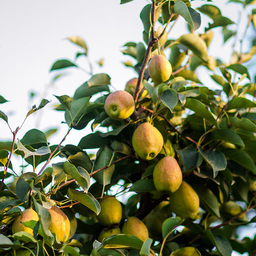 【新梨首上】库尔勒香梨，汁多味美，甘甜爽口，水份很足哦~ 商品图6