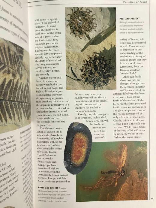 岩石，化石与恐龙自然指南 千余幅彩色插图 精装16开 商品图14