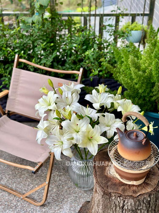 【AB级眼线亚百合】2头5支10朵/份 商品图1