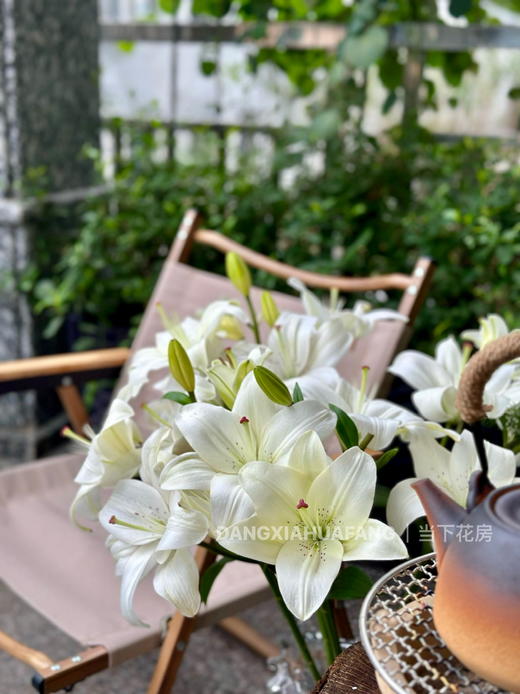 【AB级眼线亚百合】2头5支10朵/份 商品图11