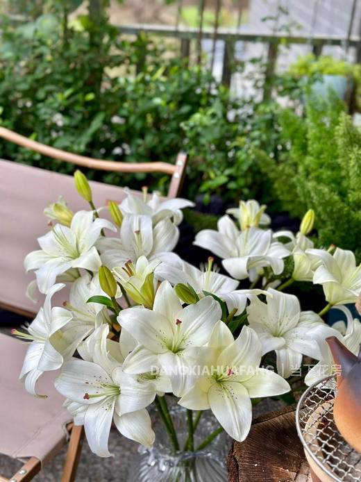 【AB级眼线亚百合】2头5支10朵/份 商品图12