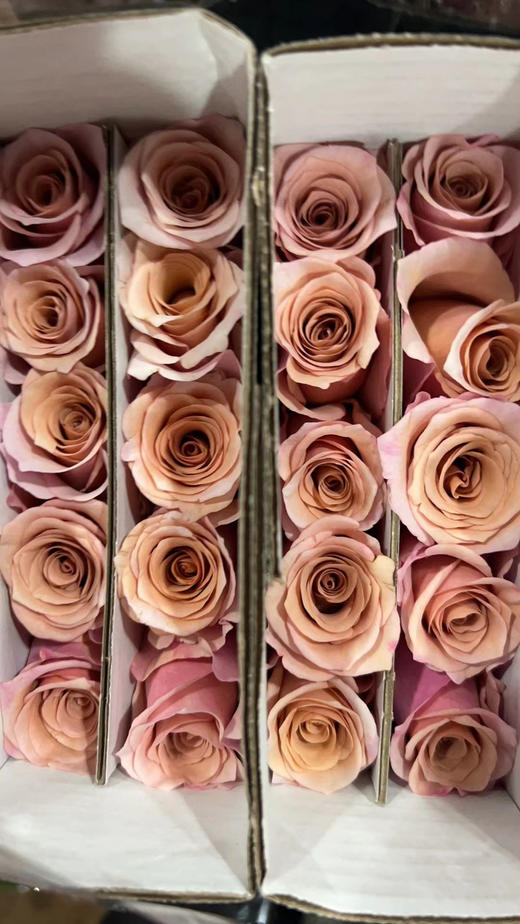 国产玫瑰-【莫泊】 商品图1