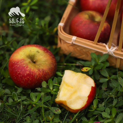 生态盐源苹果 | 合作生产 * Ecological Yanyuan Apple | Coproduction 商品图2