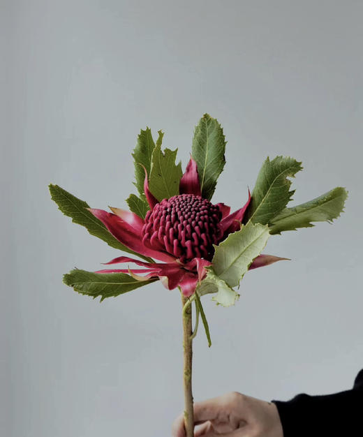 【贵族之花】海神花  单枝 商品图0