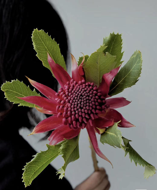 【贵族之花】海神花  单枝 商品图1