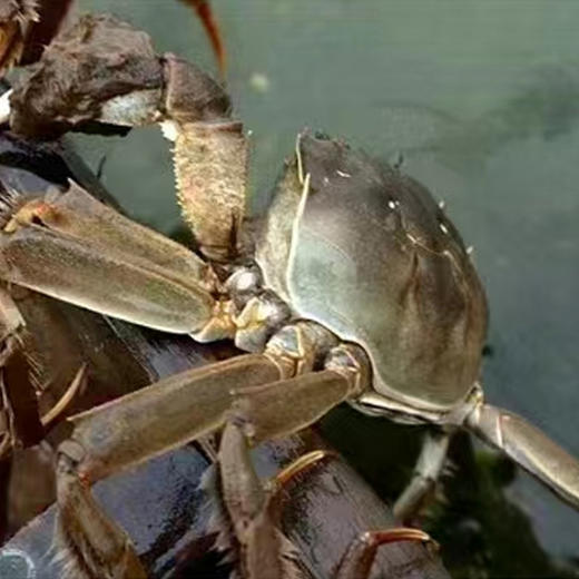 （提货卡）老家有地 兴化红膏蟹 1388型 3.5两母8只 商品图10