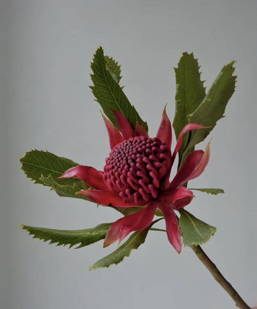 【贵族之花】海神花  单枝 商品图2