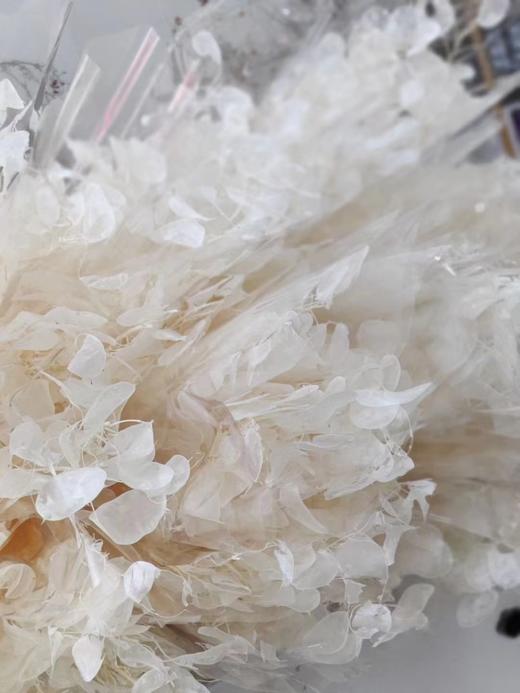 国产花材-永生【银扇】 商品图1