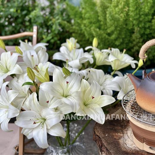 【AB级眼线亚百合】2头5支10朵/份 商品图0