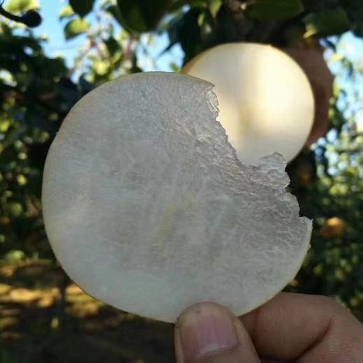 【汁多甘甜！山东秋月梨】个个饱满新鲜水果莱阳冰糖梨子现摘现发整箱送礼自留健康 商品图2