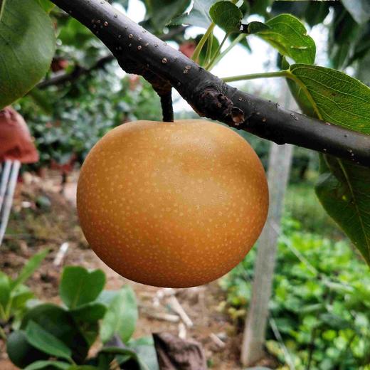 【福利款】山东沂蒙山秋月梨 4.5斤装 商品图0