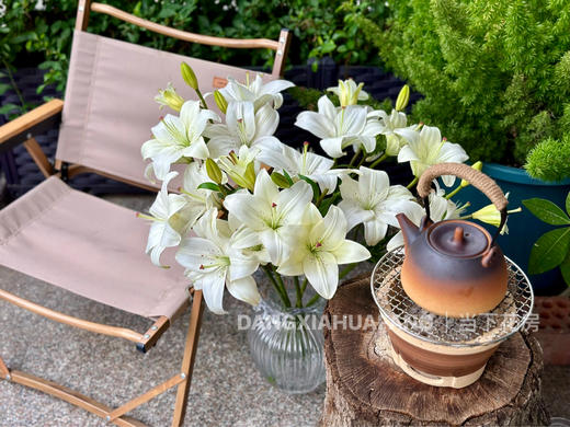 【AB级眼线亚百合】2头5支10朵/份 商品图5