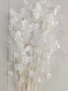 国产花材-永生【银扇】