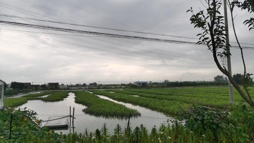 （提货卡）老家有地 兴化红膏蟹 1388型 3.5两母8只 商品图8