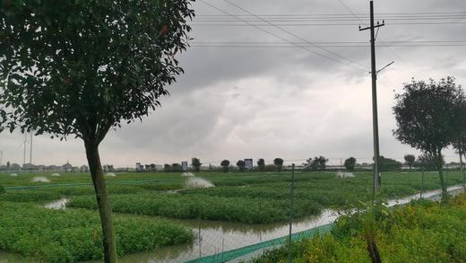 （提货卡）老家有地 兴化红膏蟹 1388型 3.5两母8只 商品图7