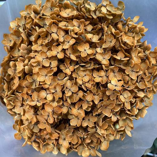 国产花材-永生【绣球】 商品图6