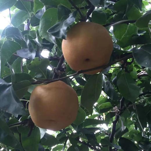 【汁多甘甜！山东秋月梨】个个饱满新鲜水果莱阳冰糖梨子现摘现发整箱送礼自留健康 商品图3