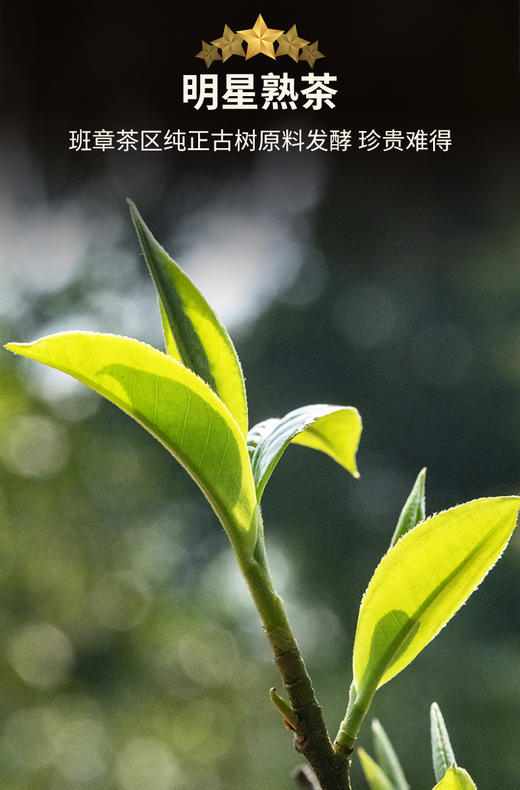 澜沧古茶2022五星班章小饼云南高山古树茶普洱熟茶茶饼茶叶礼盒装 商品图4
