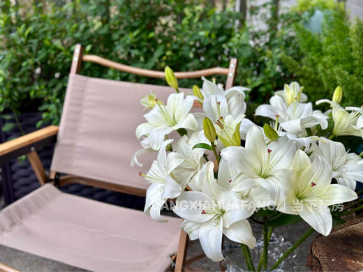 【AB级眼线亚百合】2头5支10朵/份 商品图7