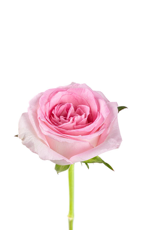 【花匠铺】洛神 10支/扎 粉玫瑰 云南基地发货 （价格已包含包装费用） 运费以实际为准，多退少补。 商品图1