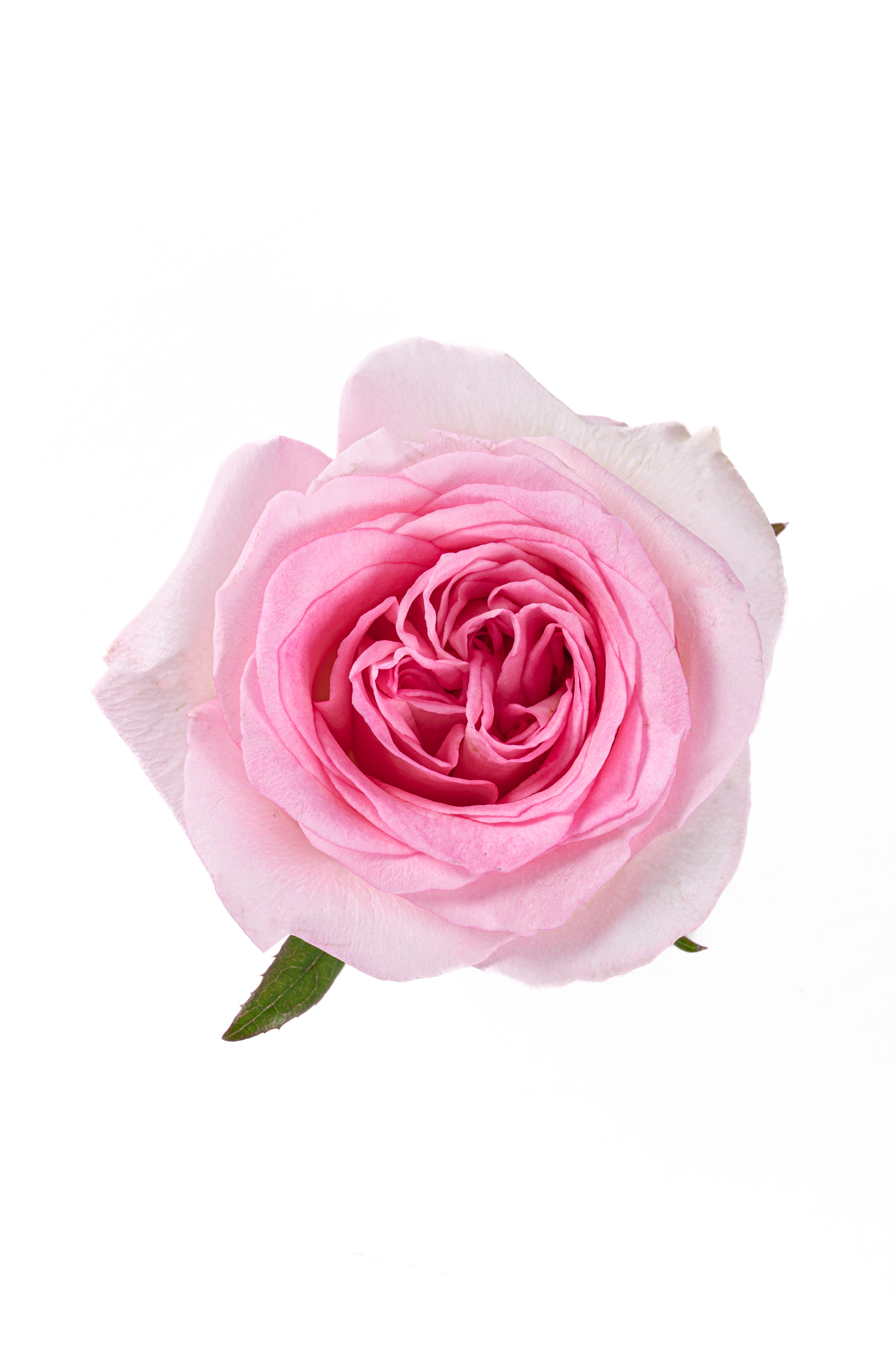 【花匠铺】洛神 10支/扎 粉玫瑰 云南基地发货 （价格已包含包装费用） 运费以实际为准，多退少补。